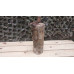 Wehrmacht armored vehicles fire extinguisher